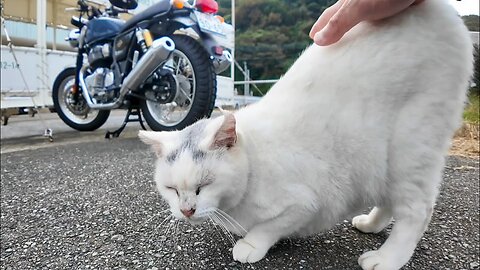 A cat from the harbor turns around and asks for a back pat as soon as she meets