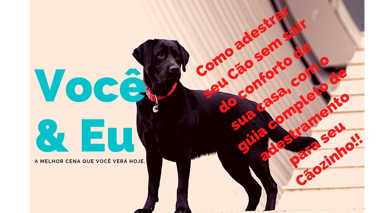 Desafio vc a fazer com que o cachorro obedeça seu comendo!!!