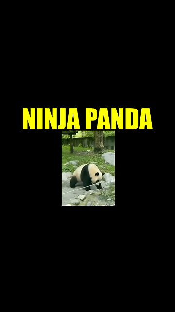 Ninja Panda