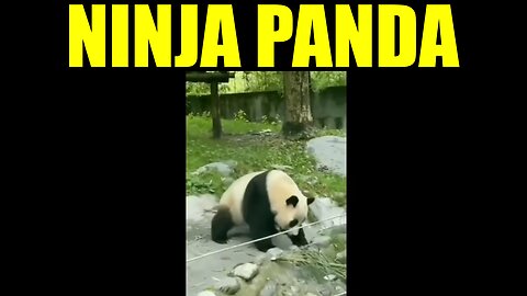 Ninja Panda