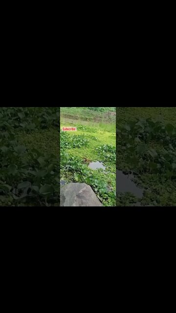 fishing video #shorts #firstshortvideo