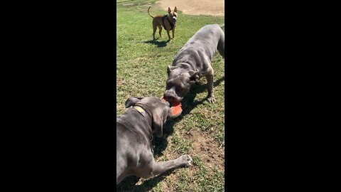 Pit bulls play