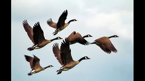 Amazing Aerodynamics ! - Why Do Some Birds Fly in a V Formation ? 🦅