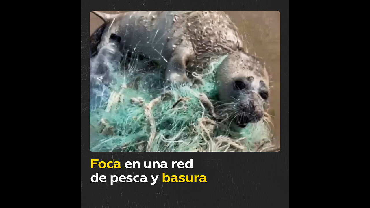 Rescatan a una foca atrapada en redes y basura en Rusia