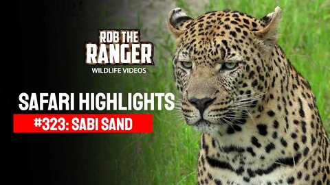 Safari Highlights #323: 15 - 18 February 2015 | Sabi Sand Nature Reserve | Latest Wildlife Sightings