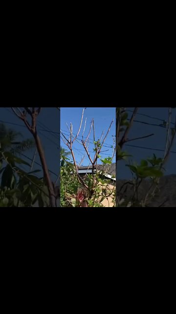 California condor 11 🦶 wingspan, lgest 🇺🇸 !￼