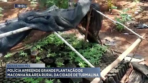 Quase 600 pés: polícia apreende grande plantação de maconha na área rural da cidade de Turmalina