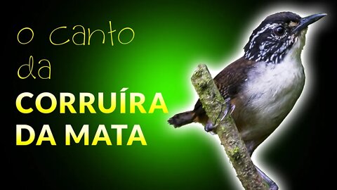 Canto dos Pássaros | CORRUÍRA DA MATA