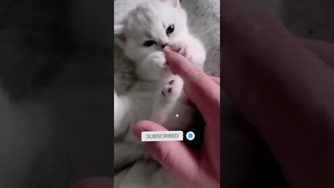 cute cat videos 😹 funny videos 😂🥰