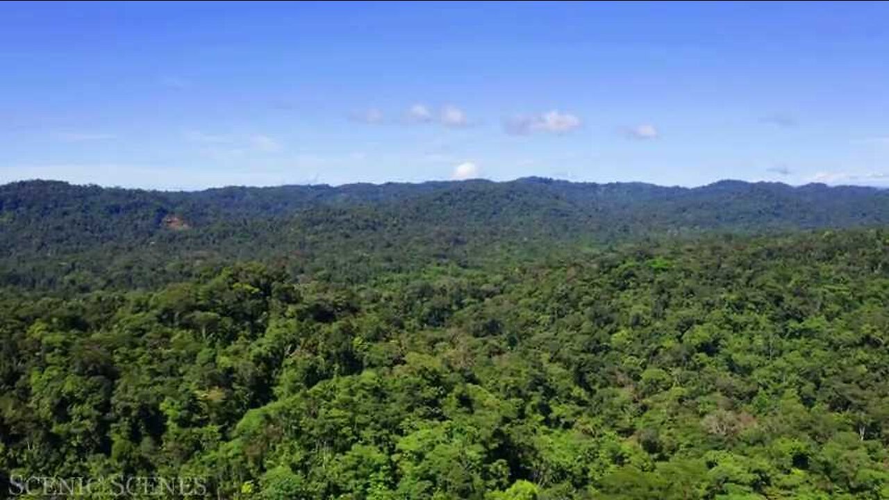 Amazon rainforest 4k video