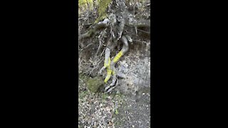 Roots of tree exposed