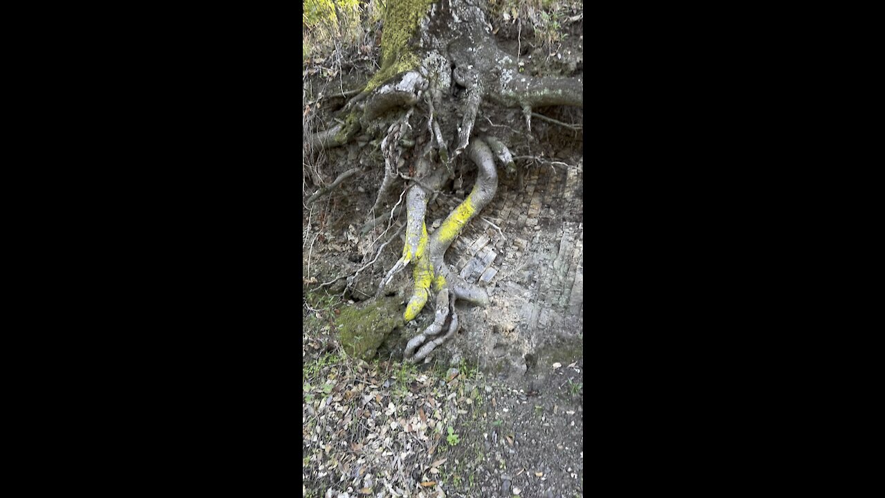Roots of tree exposed