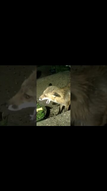 Fox Sounds #Shorts 🎶