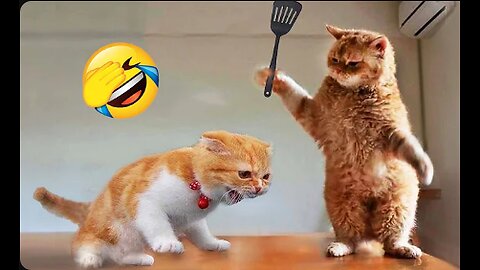 Funniest Animals 2023 😂 New Funny Cats and Dogs Videos 😻🐶 Part 1