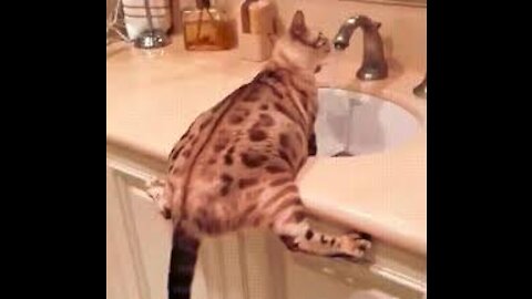 Cute baby cat funny videos