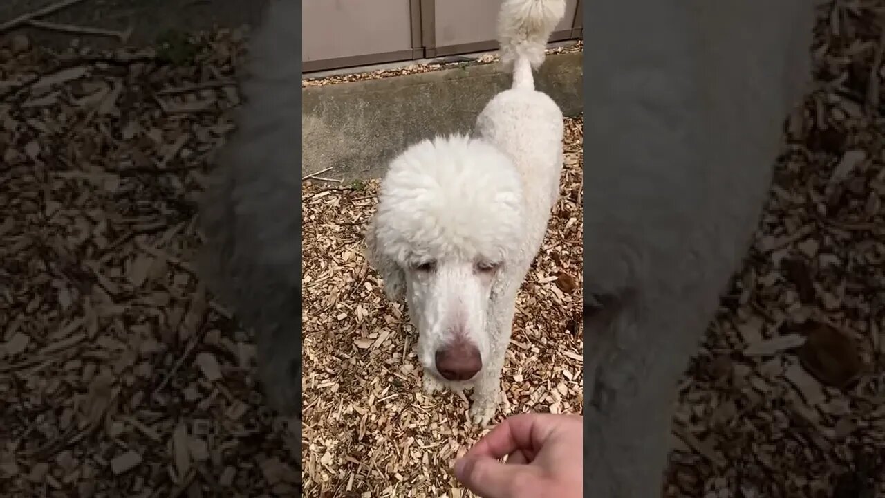 No catch #dogs #doglover #dogtraining