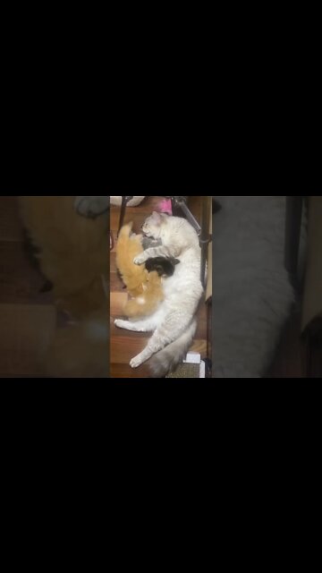 Nursing Kittens Chaos… Again