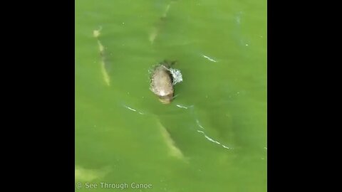 Manatee adopted by Dolphins