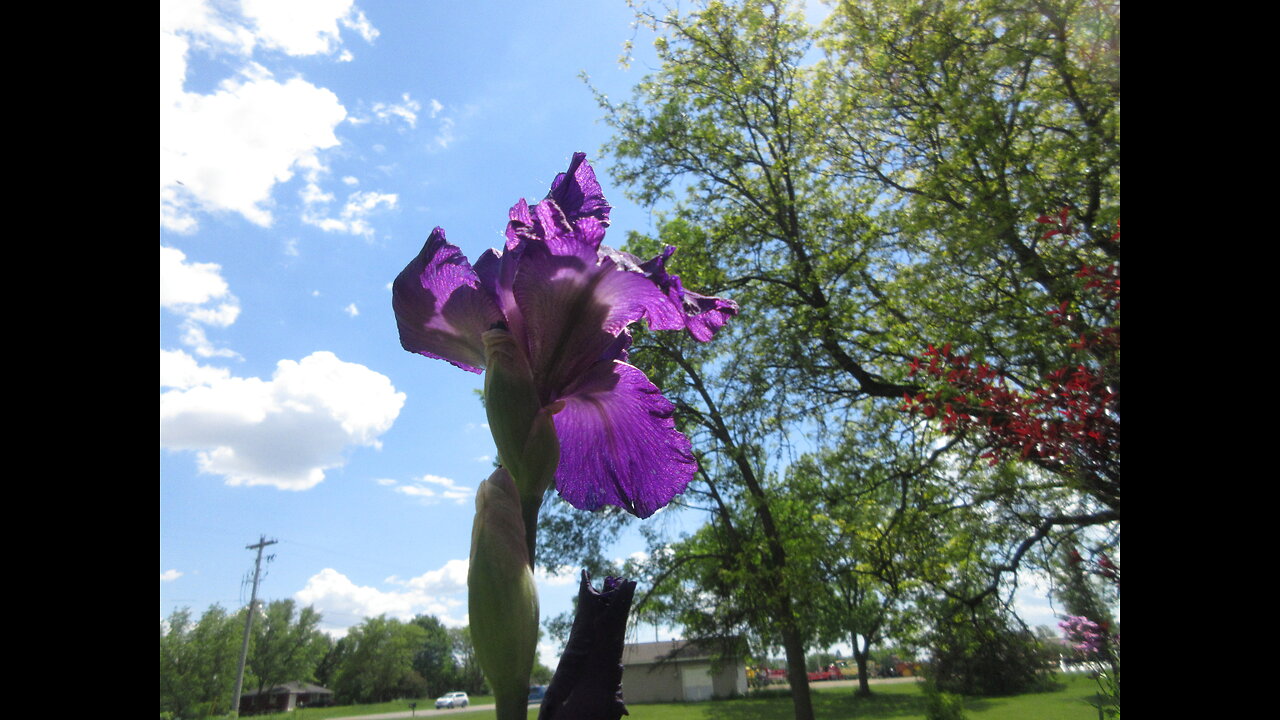 June Blooming Purple Iris June 2022