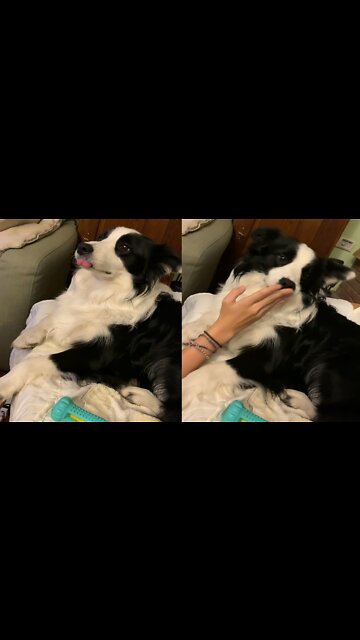 New dog video viral | by rumble tube | #pets #dog #viral #Entertainment