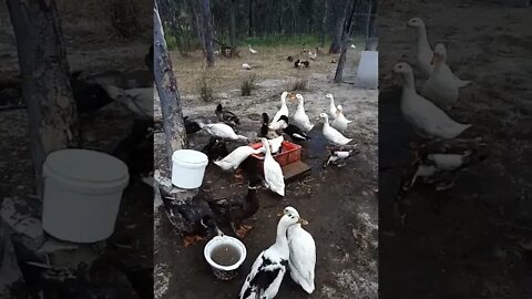 Ducks like water