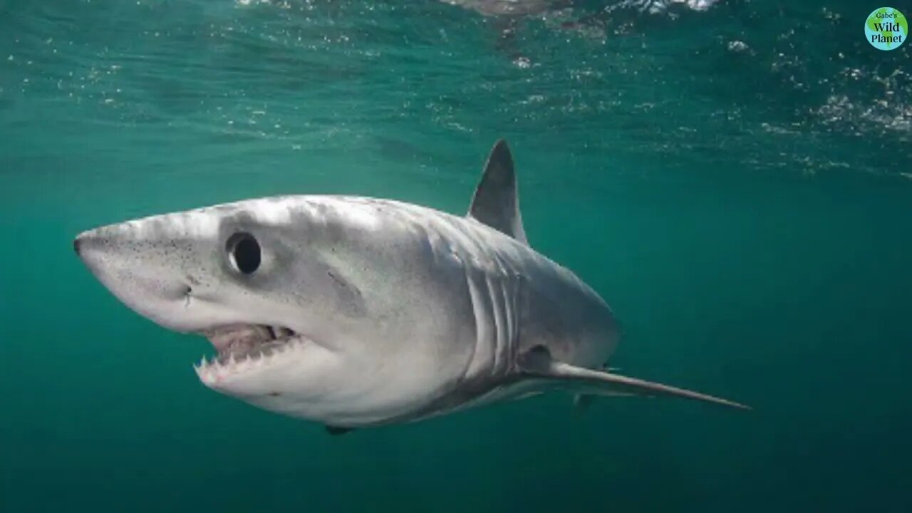 Porbeagle Shark: Small cousin of the Great White