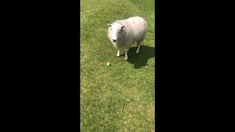 Cute sheep