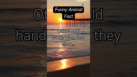 Funny Animal Fact