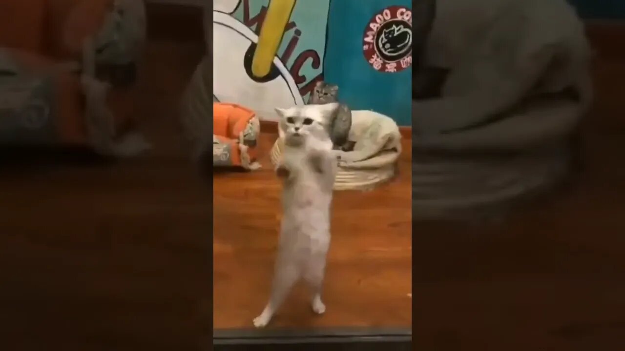 fantastic cat# dancing cat# cute cat# beautiful cat#