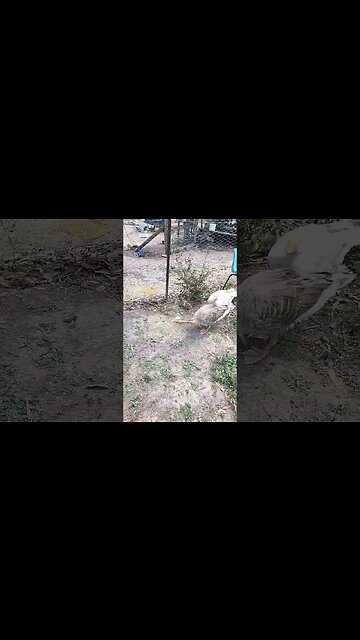 Smudge the Gander and his girl have three little goslings #goslings #geese #ganders #pilgramgeese