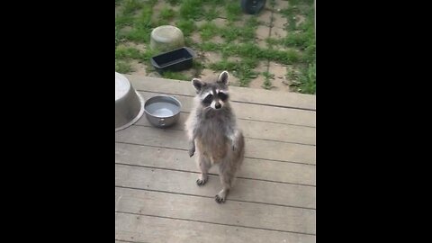 Raccoon Politely Asks For Cookie