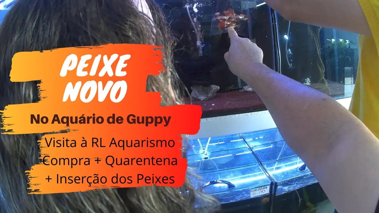 🔴 Compra + Quarentena + Inserção dos Guppies no Aquário - EP. 04