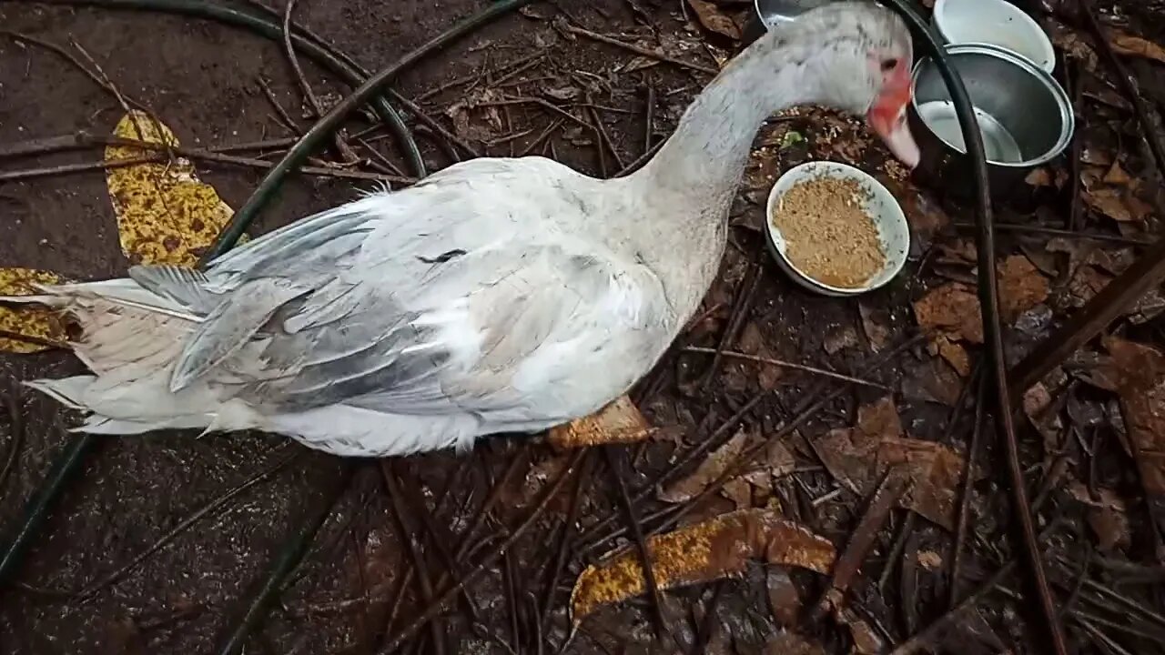 Pocket, The Muscovy Duck, is growing up, January 2020, ( Video 5 )