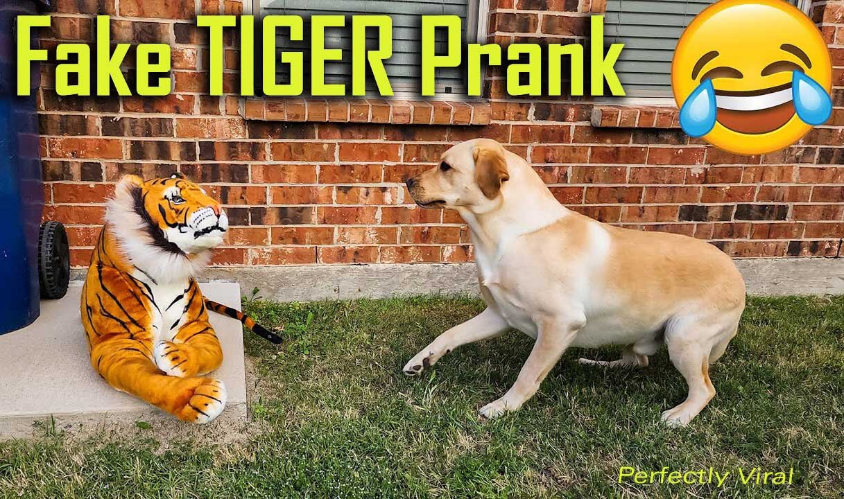 Prank Troll to Dog Funny with fake Lion and Fake Tiger Prank To dog & Huge Box Prank to dog