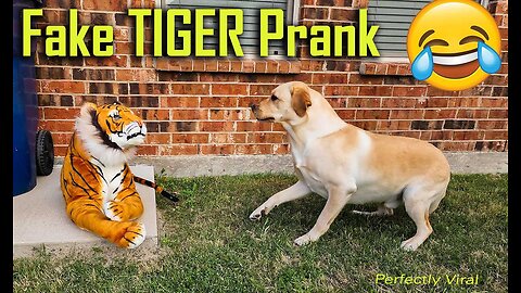 Prank Troll to Dog Funny with fake Lion and Fake Tiger Prank To dog & Huge Box Prank to dog