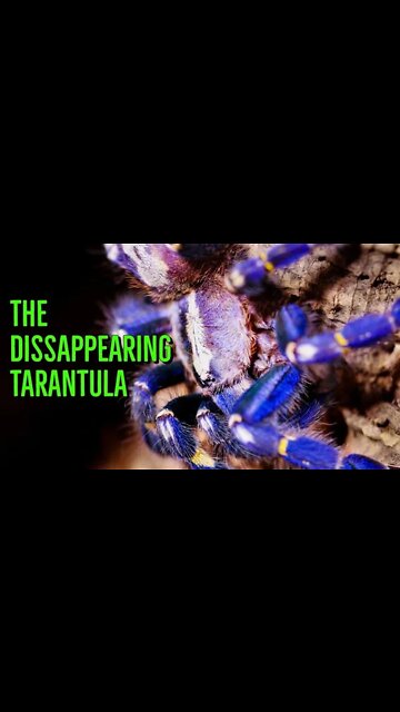 Gooty Sapphire Ornamental Tarantula #shorts
