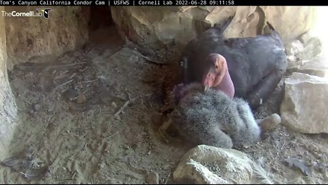 Mom spends time with her baby Condor.6-28-22