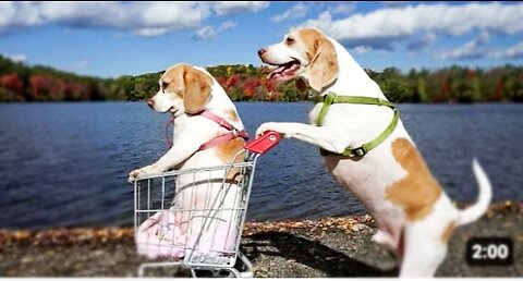 Dogs' Epic Shopping Cart Voyage: Funny Dogs Maymo & Penny