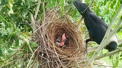 Crow Could Not Find Food For Babies