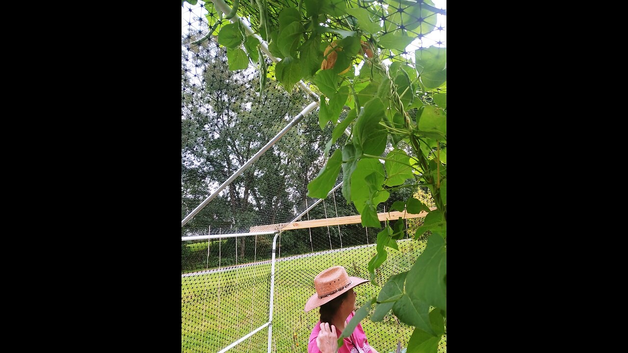 bean harvest