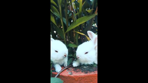 Cute baby rabbits...