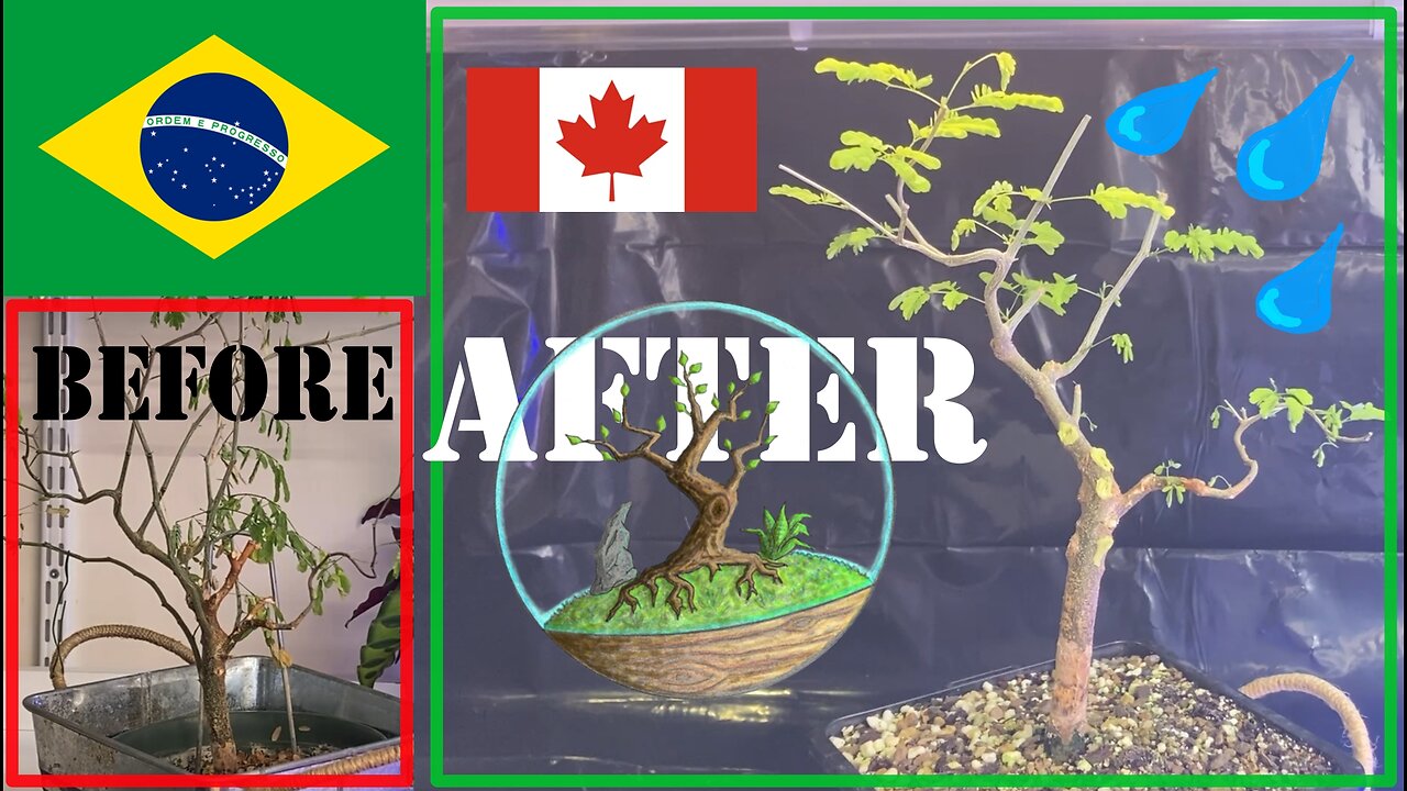 First Brazilian Rain Tree! :)