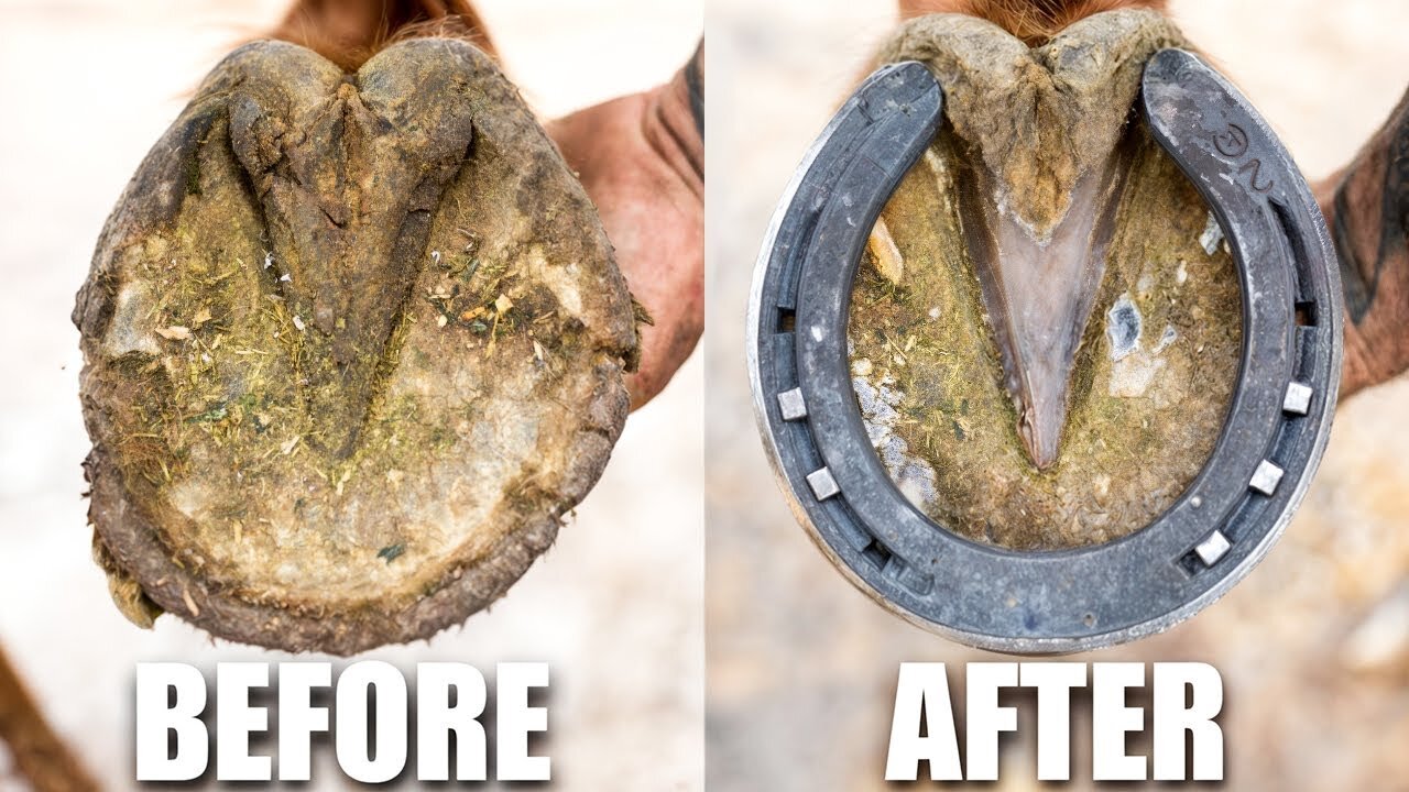 Farrier ASMR - Hoof Restoration - Satisfying