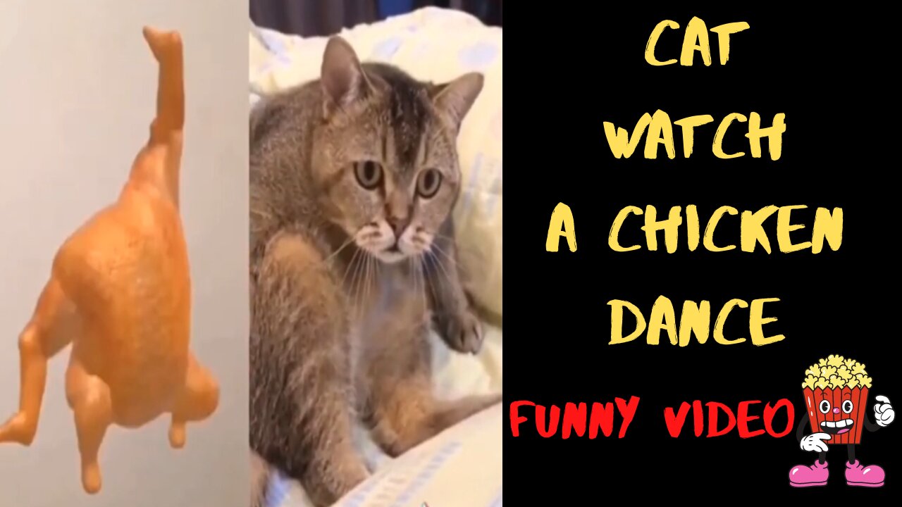 Cat watch a chicken dance - Singing Cats - Cats and chicken Parody - funny video