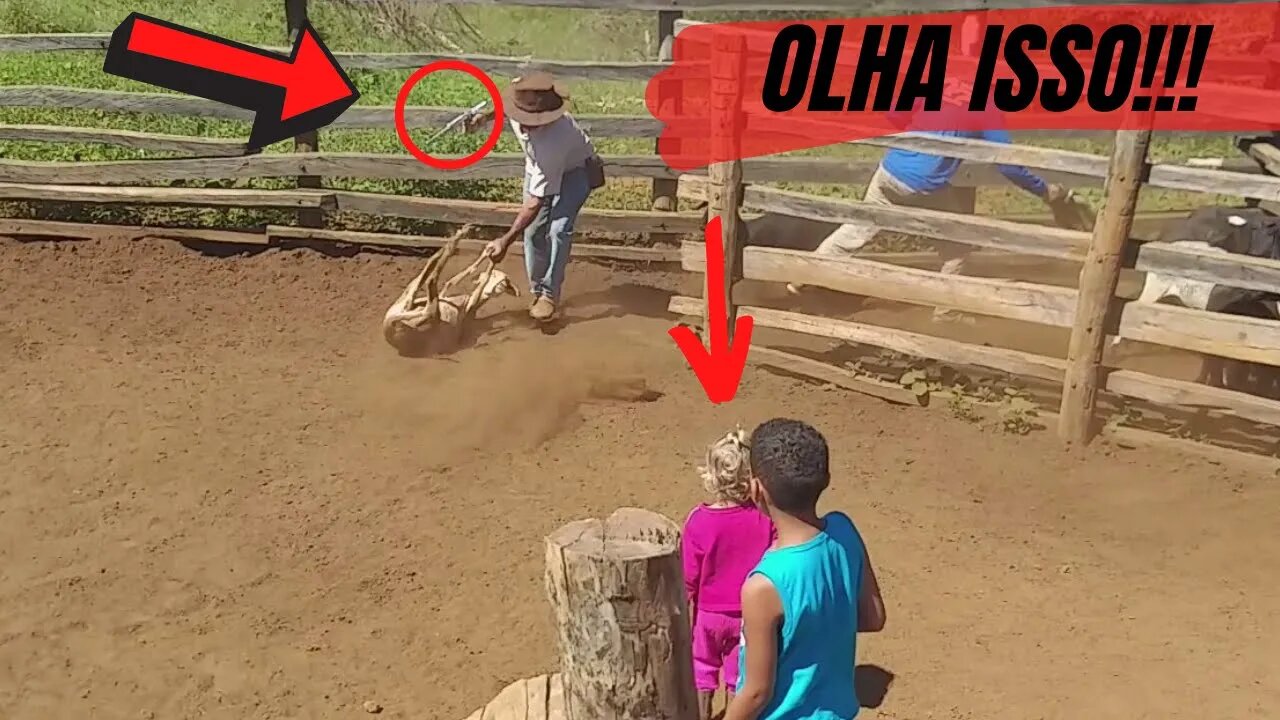 O QUE ELE ESTÁ FAZENDO COM AS OVELHAS..? 😱😱 CRIANÇA CORAJOSA.