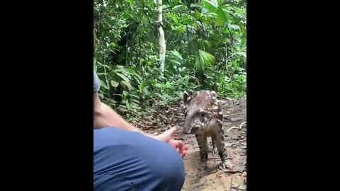 Photographer Followed by Baby Tapir