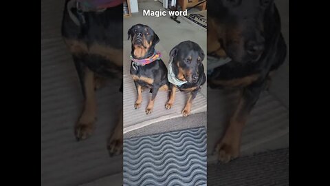 Nasti Packs Magic word