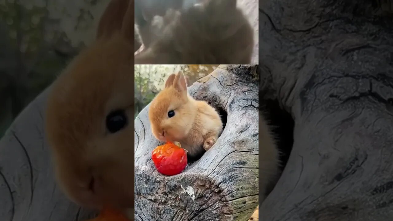 #viral #ytshort #cute #pet