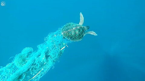 Helping A Sea Turtle Tangled In Fishing Line