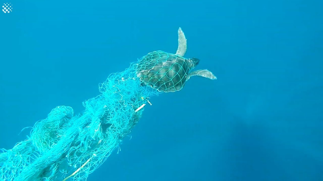 Helping A Sea Turtle Tangled In Fishing Line